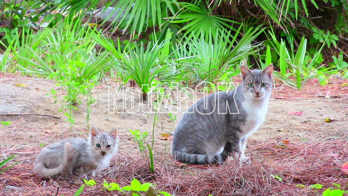 Crotone adesso si doti delle colonie feline - 