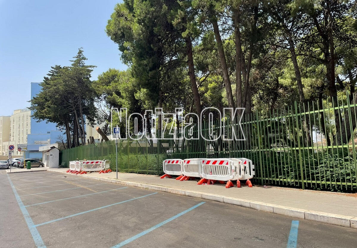 Crotone - Rimosso l'albero di pino caduto: al via il piano di interventi nel Parco - 