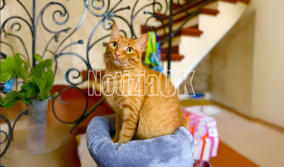 Crotone e i suoi gattari: negli angoli della città c'è chi si prende cura degli amici a 4 zampe - 