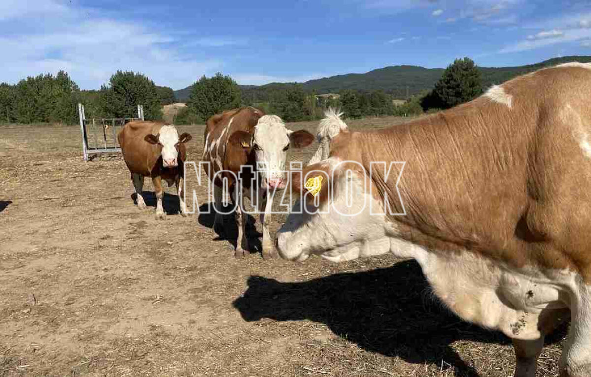 Tubercolosi negli animali, avviato dall'Asp piano di monitoraggio - 