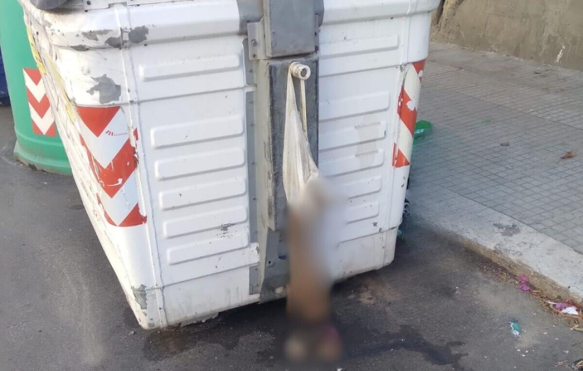 Crotone - Gatto appeso ad un cassonetto: taglia animalista sui responsabili - 