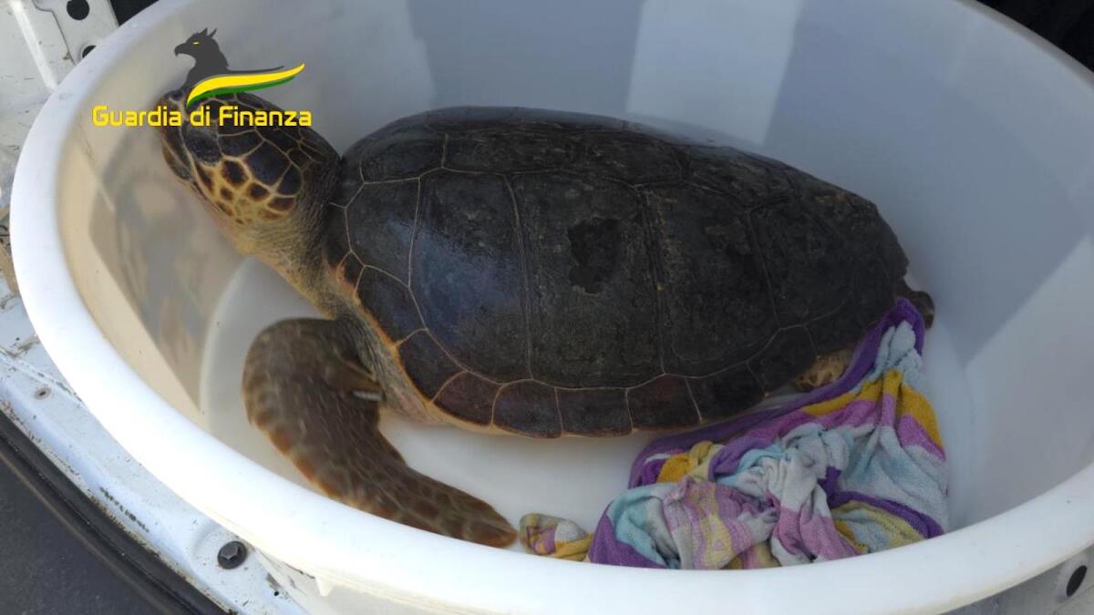 Ohana è tornata a casa, rilasciata in mare l'esemplare di Caretta caretta - 