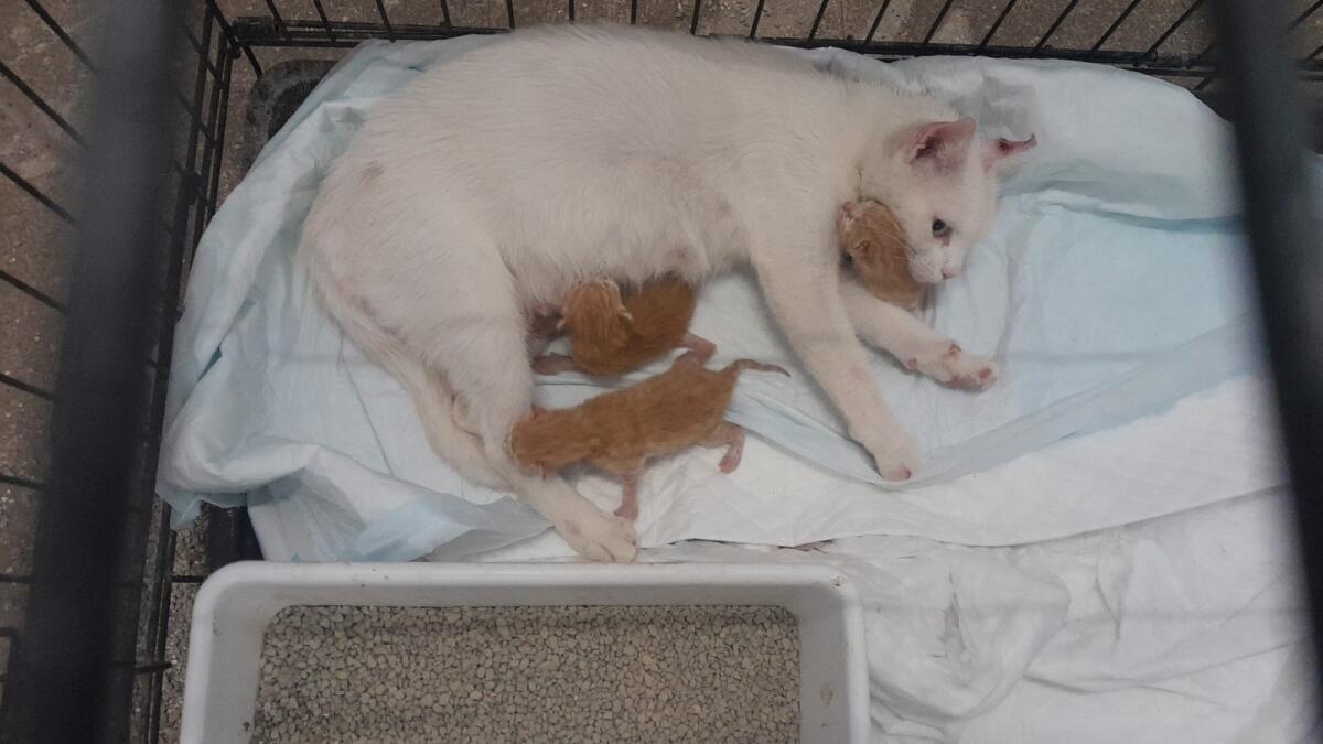 Prima picchiata, adesso Margherita è diventata mamma ma ha bisogno di cure - 