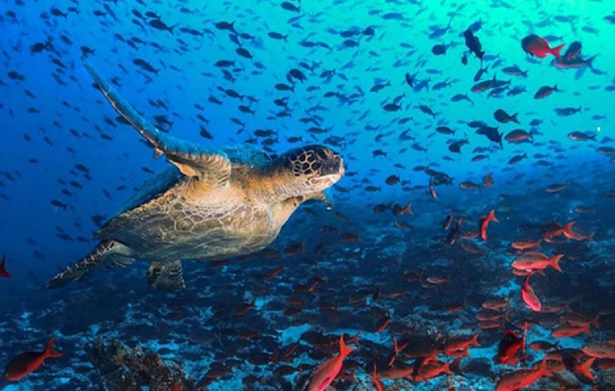 Al Museo del Mare Pelagos il 13° Simposio Internazionale sulle Alghe Fossili - 
