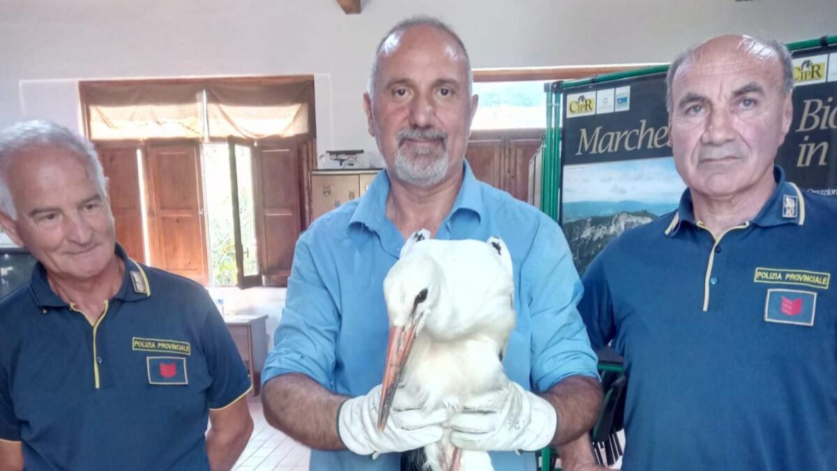 Calabria, due cicogne bianche messe in salvo - 