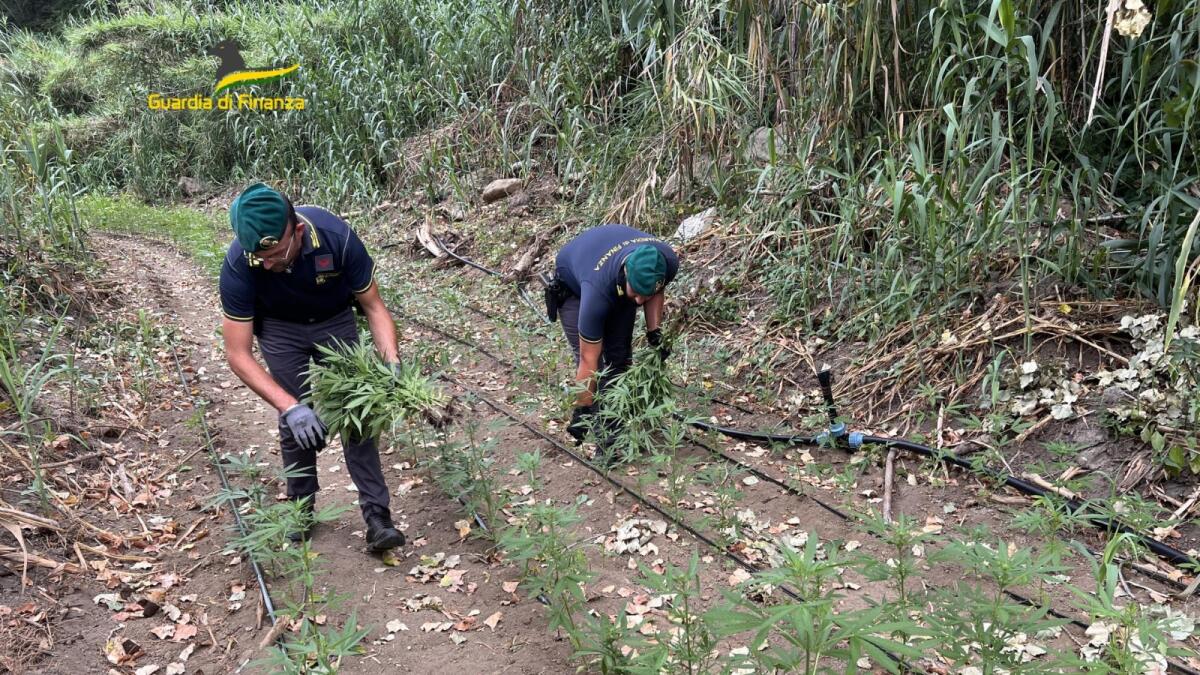 Cosenza - Sequestrata vasta piantagione di cannabis dal valore di 4 milioni di euro - 