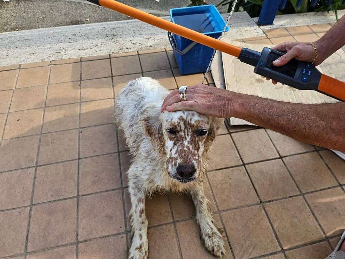 Crotone - Cagnolino salvato in mare, sopravvissuto per tornare alla sua famiglia - 