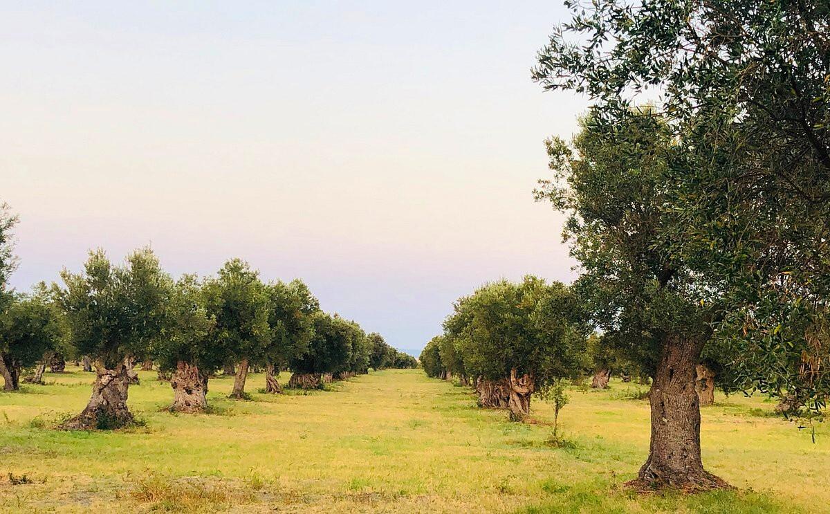 Strongoli, escursione fra storia e natura - 