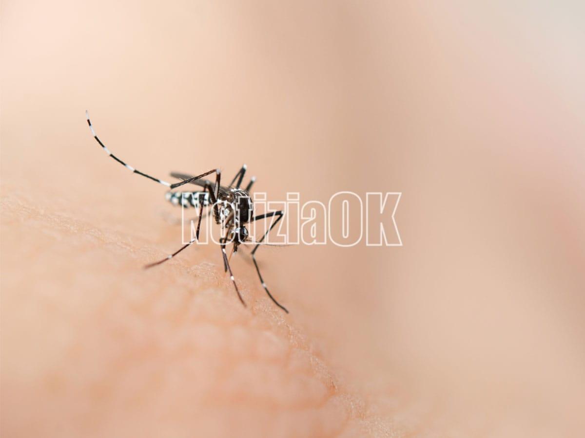 Aumentano i casi di West Nile in Calabria e iniziano le disinfestazioni - 