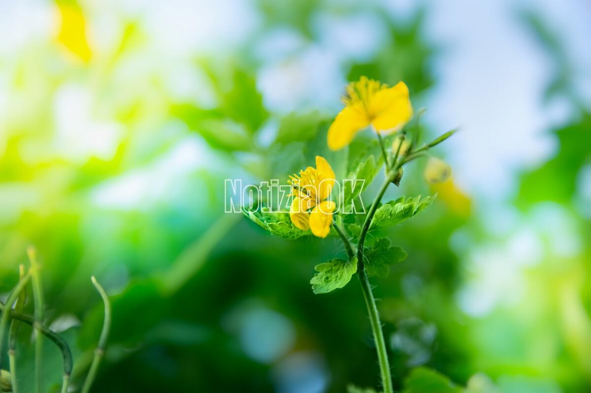 Grimaldi - La ginestra al centro di un convegno. L'Unical presenta una tecnologia per l'estrazione delle fibre - Yellow greater celandine flower on green blurred nature background