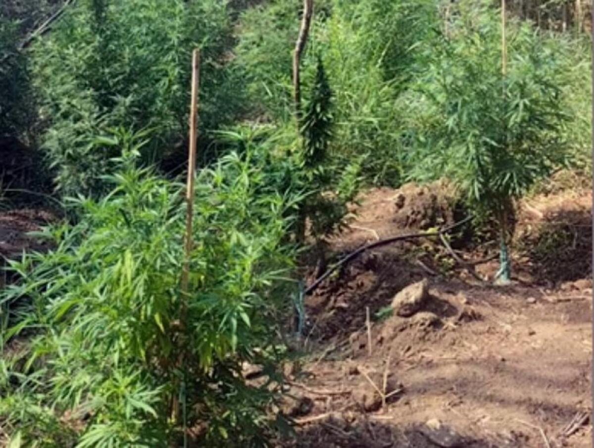 I carabinieri scoprono coltivazione di marijuana: due arresti - 