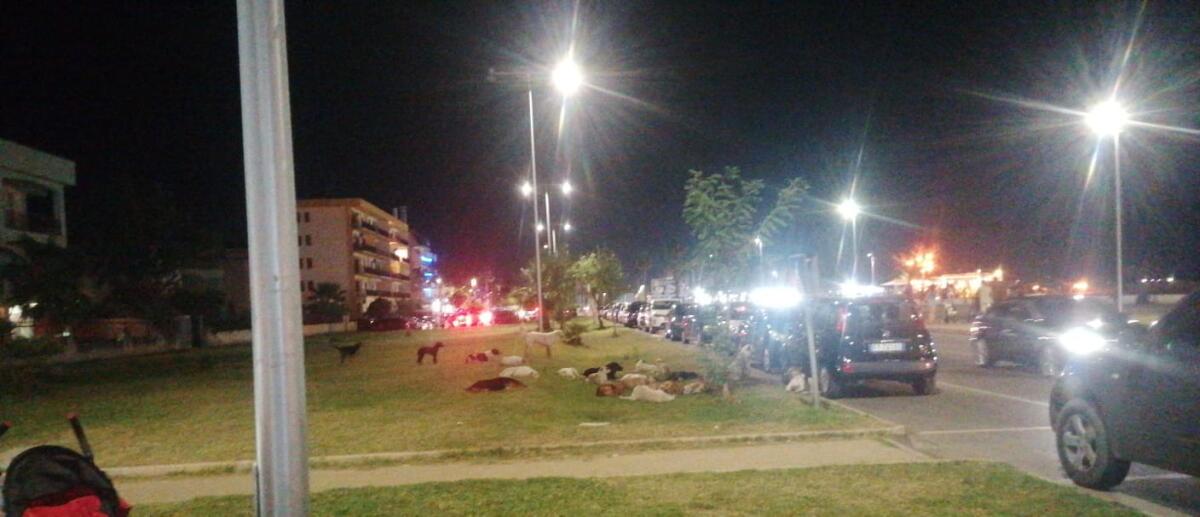 Emergenza randagismo a Schiavonea, Straface chiede risoluzione - 