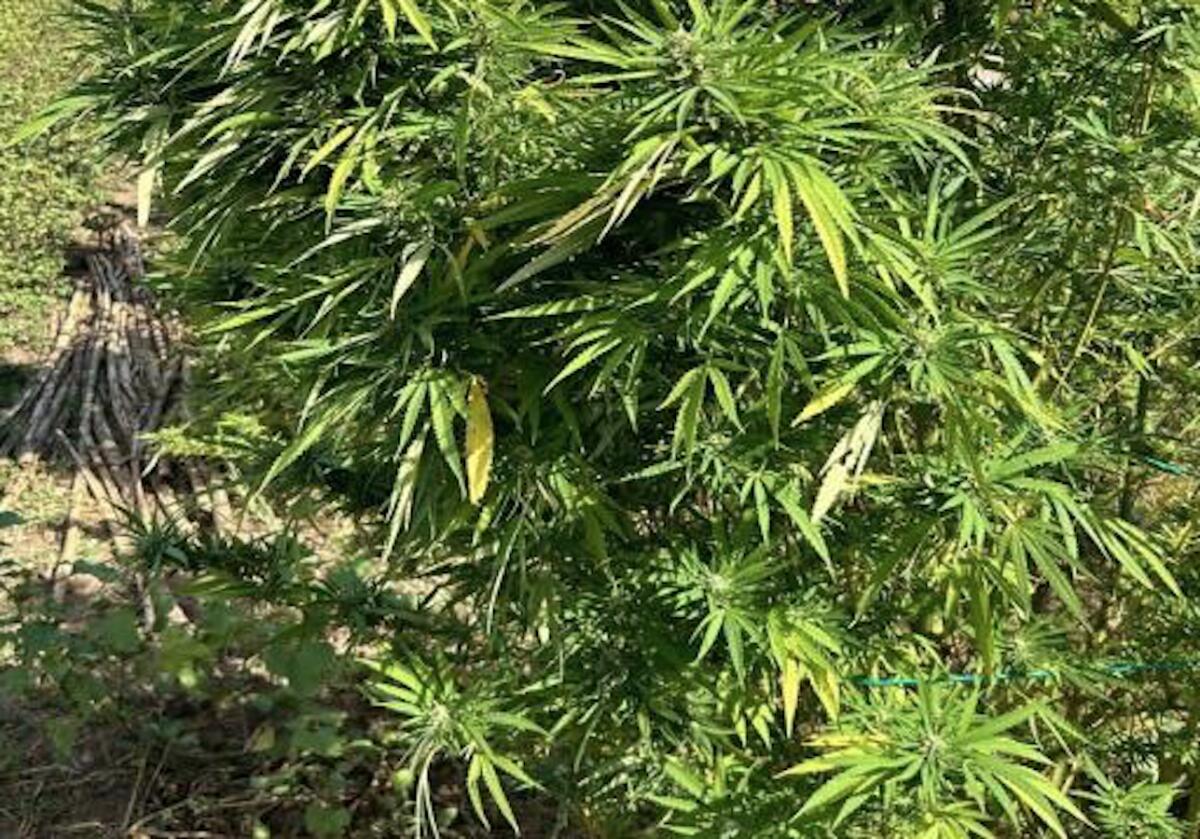 Scoperta una vasta piantagione di marjuana, 168 piante pronte ad essere lavorate - 