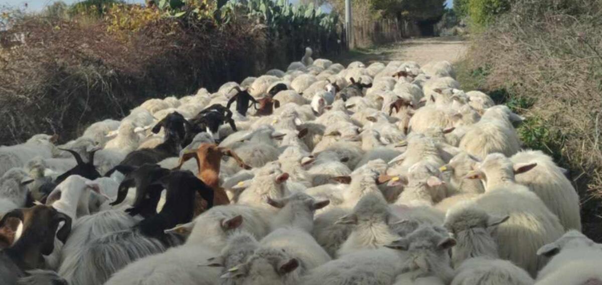 Più di 50 focolai di lingua blu in provincia di Crotone: al via la disinfestazione - 