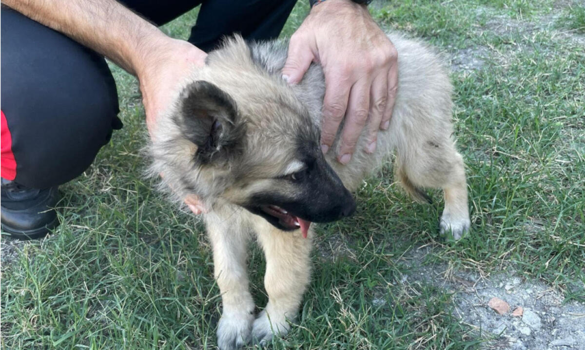 Cucciolo di cane salvato dai Carabinieri - 