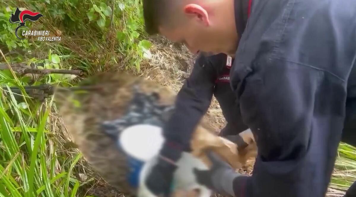Tre arsenali scoperti in Calabria, 9 fucili e 6 pistole - 