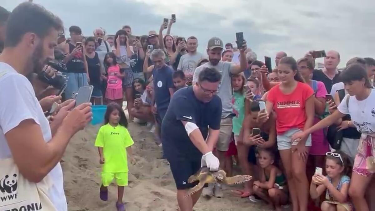 (VIDEO) La tartaruga Vincenza torna a nuotare nel mar Jonio - 