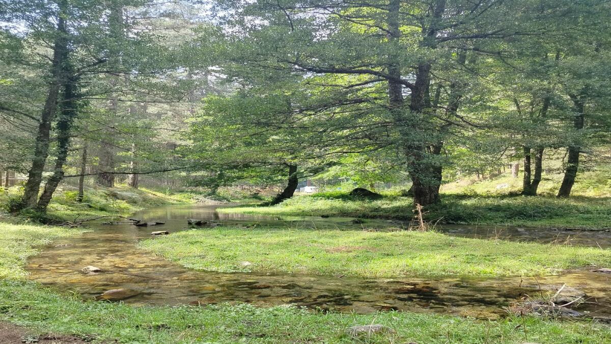 Diamante - Gli alberi della Sila al Festival del Peperoncino - 