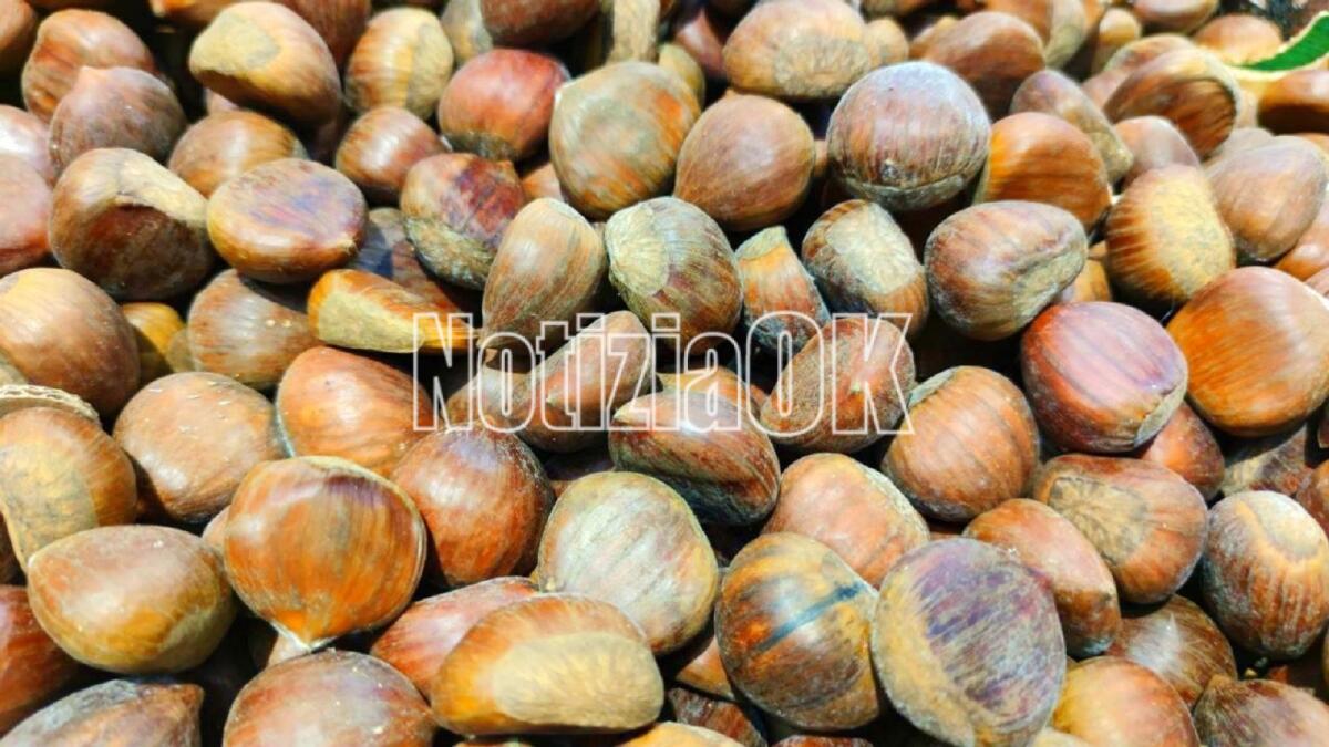 A Savelli la quarantesima edizione della Sagra della castagna - 