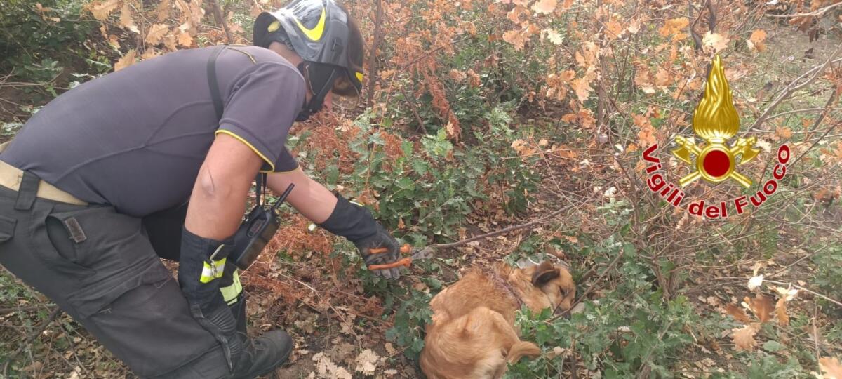 Mesoraca - Storia a lieto fine, i Vigili del fuoco salvano un cane - 