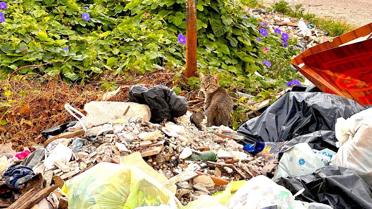 Crotone - In questa zona è proprio un "Macello", per fortuna c'è il nostro supereroe - 