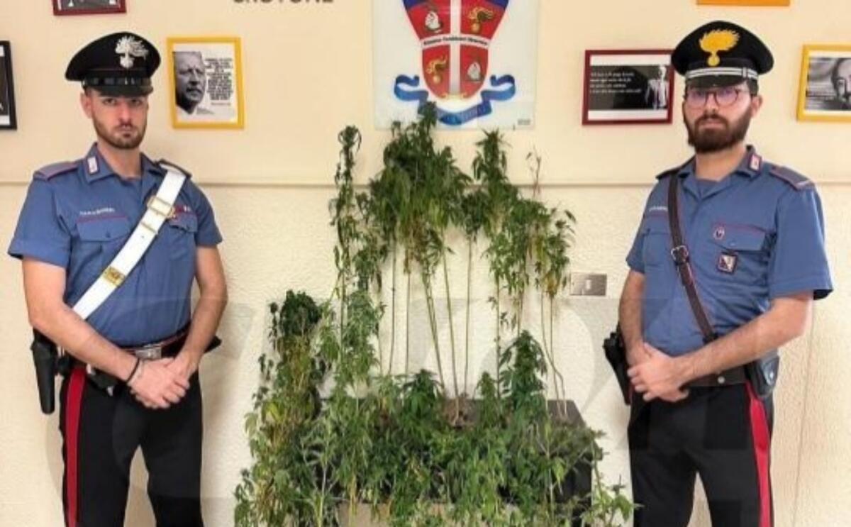 Sequestrate piante di cannabis coltivate in un terreno demaniale - 