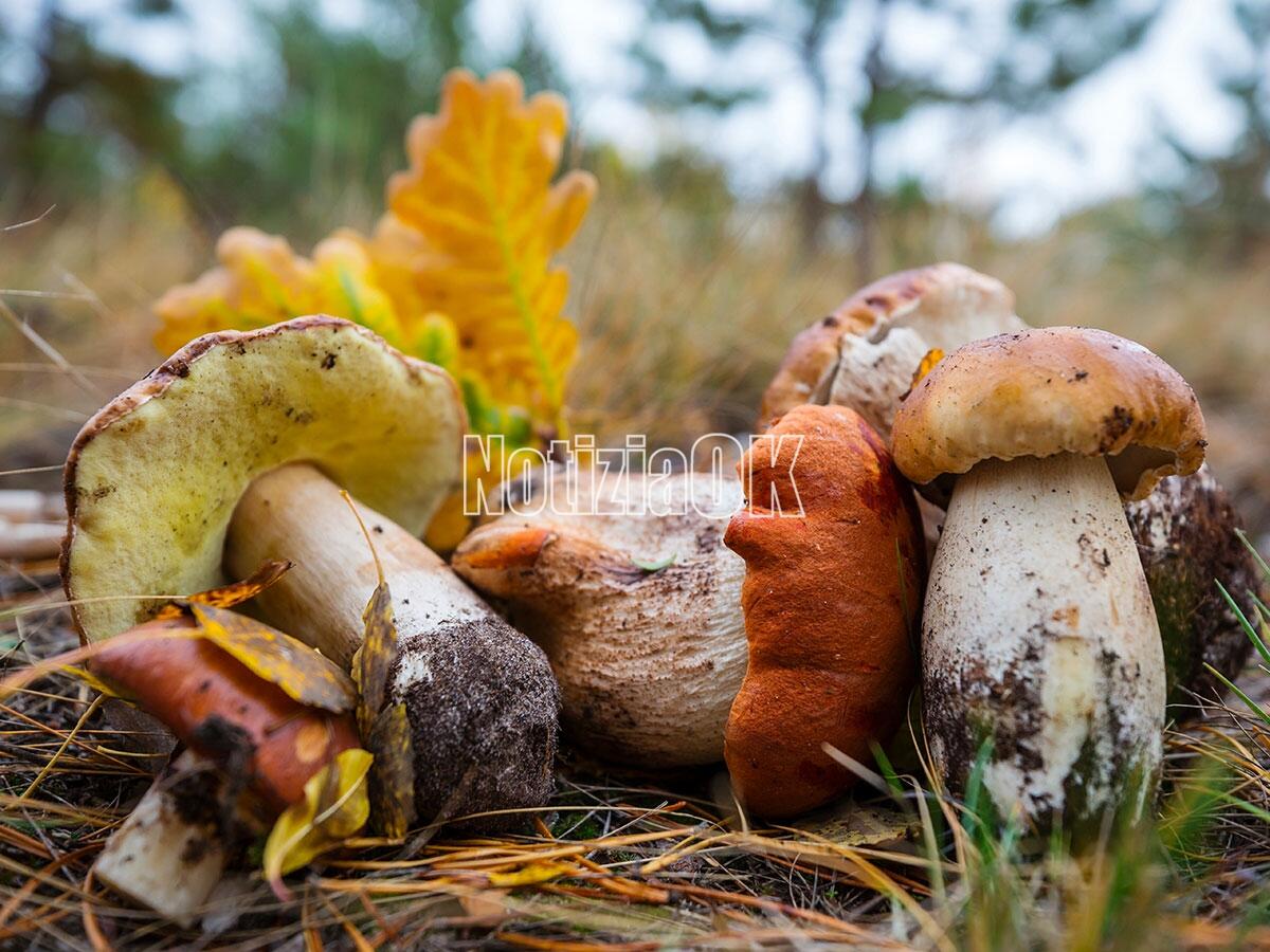 Morano Calabro - A Campotenese si festeggia l'autunno tra tartufi e funghi - 