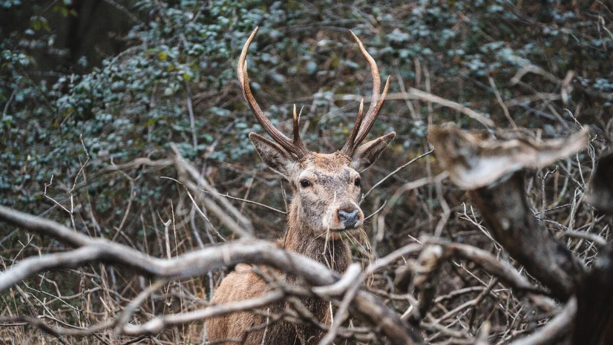 Prosegue l'operazione cervo italico, in arrivo 30 animali in Calabria - foto Marco Barretta