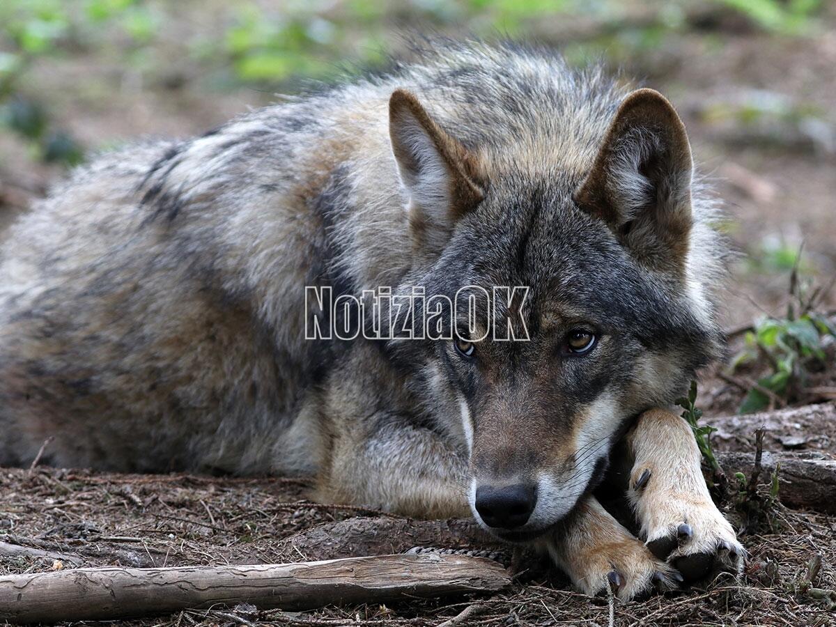 Il 4 ottobre San Francesco d'Assisi, una giornata da dedicare agli animali - 