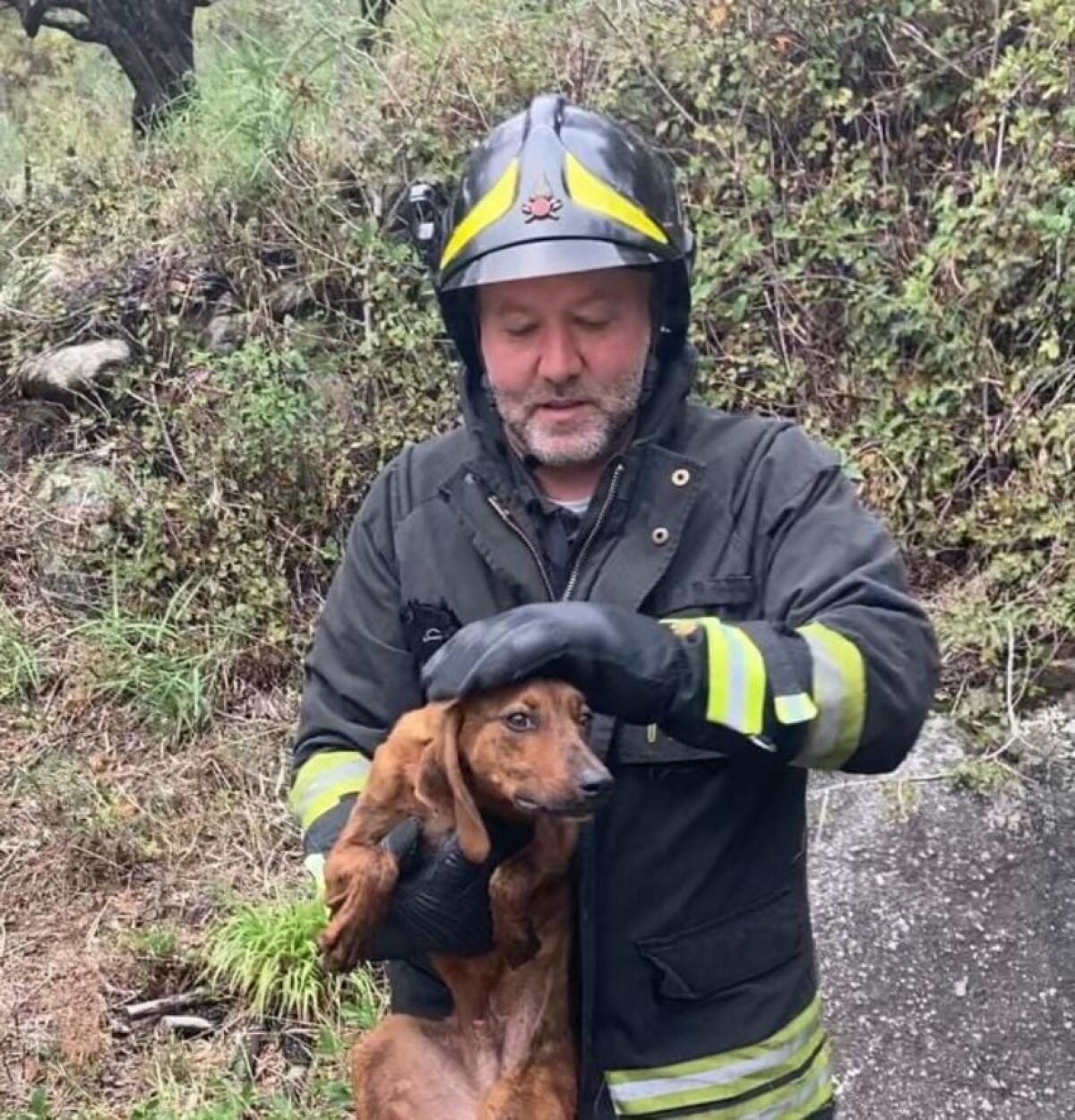 Un cane cade in un pozzo di oltre tre metri, salvato dai Vigili del fuoco - 