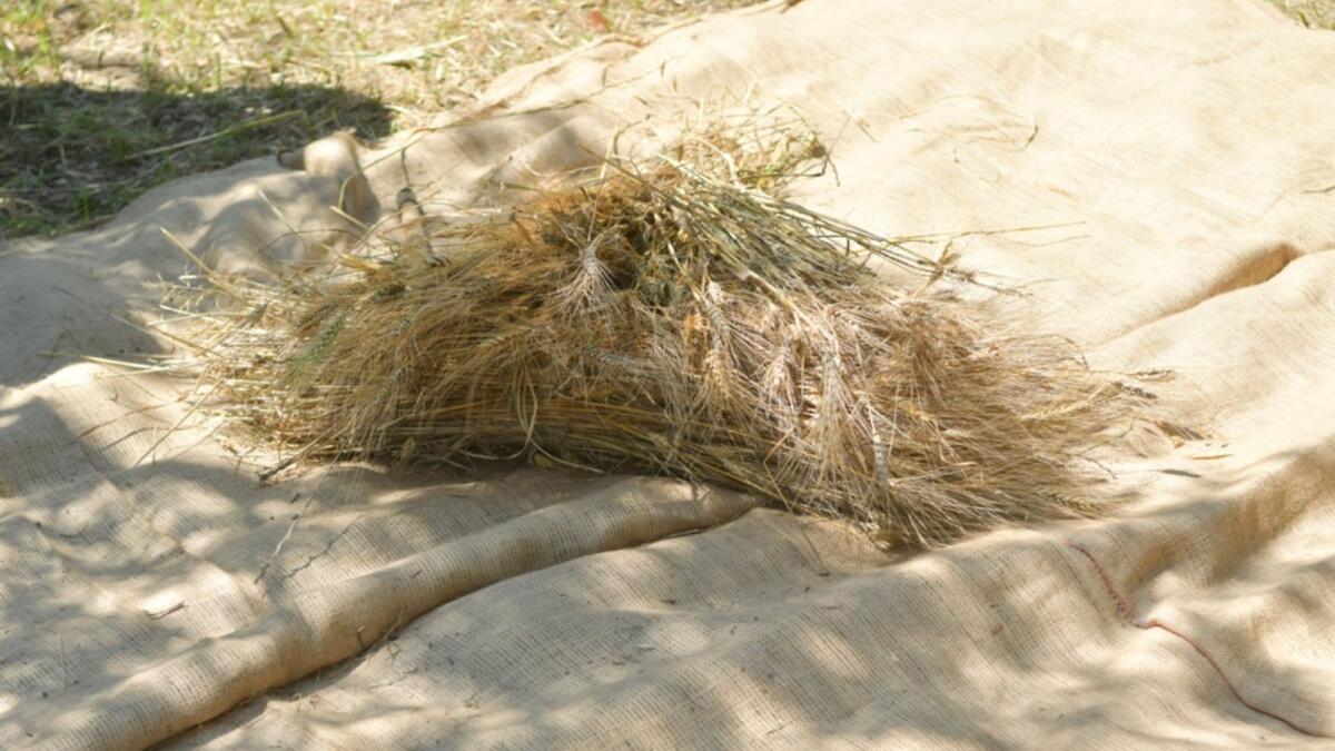Bisignano - “Dalla spiga al pane” alla riscoperta dei grani antichi - 