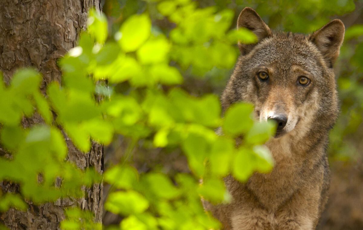 Il 4 ottobre San Francesco d'Assisi, si celebra la Giornata Mondiale degli Animali - Foto Giancarlo Mancori - Fonte: WWF
