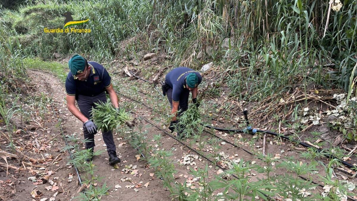 Calabria - Scoperte tre piantagioni di Cannabis, che avrebbero fruttato 200.000 euro - 