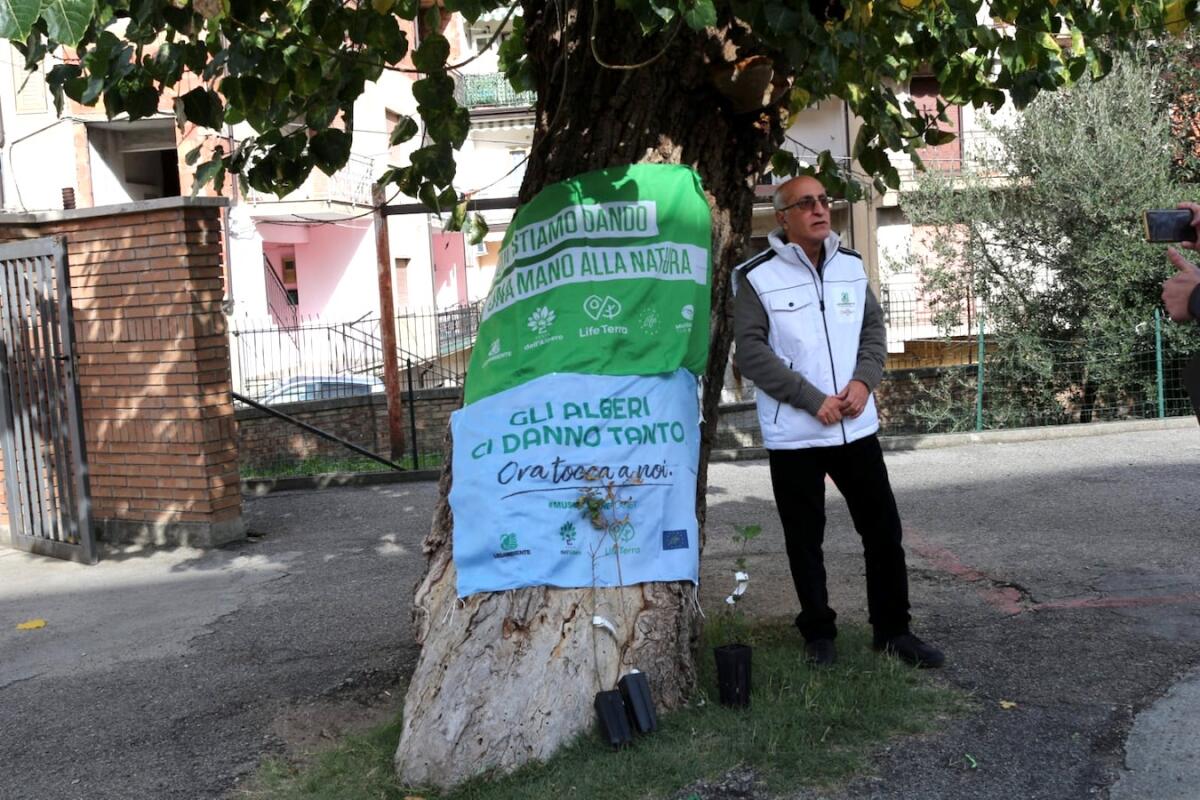A Petilia Policastro gli alberi non si abbattono ma si trapiantano - 