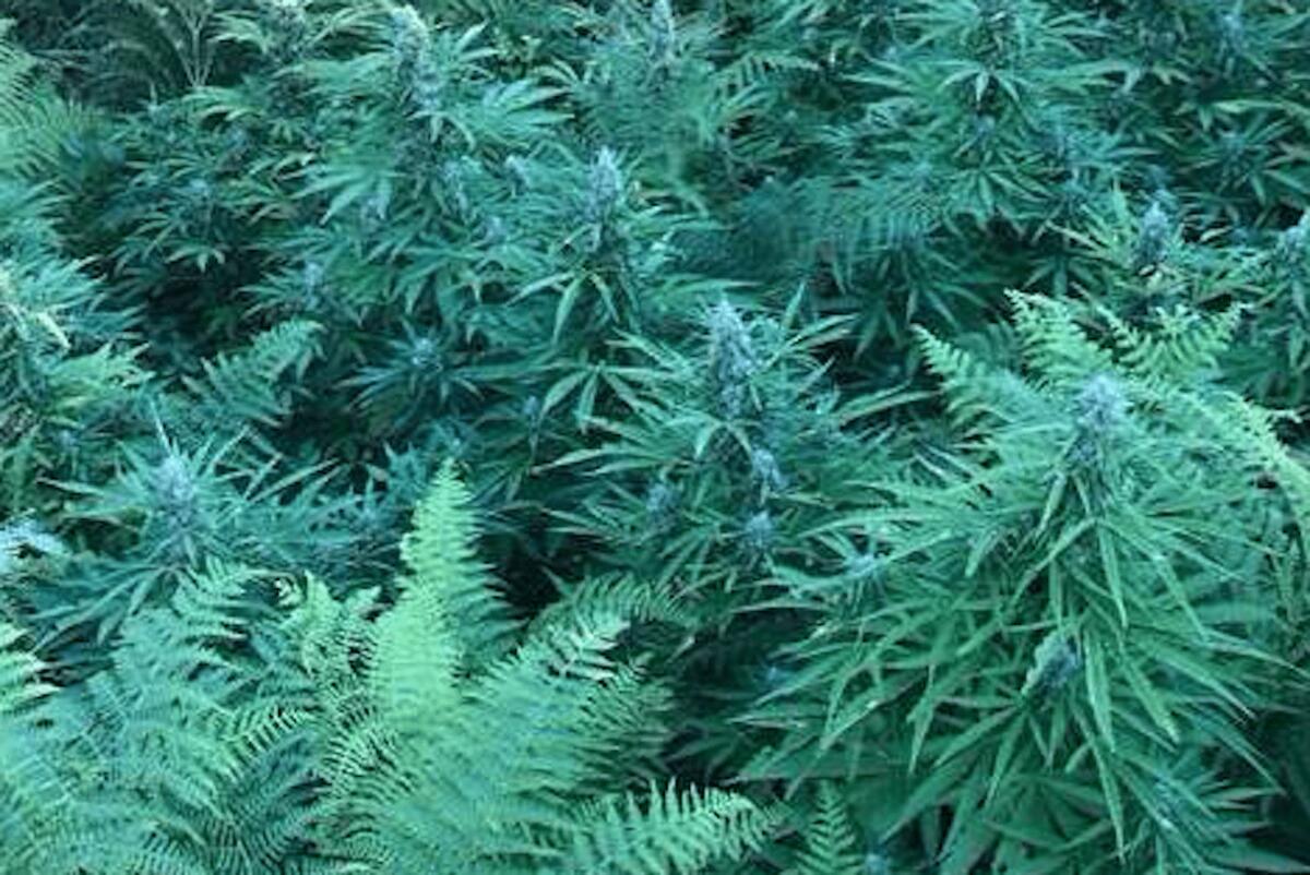 Calabria - Scoperte tre piantagioni illegali di Cannabis, valore sul mercato 200.000 € - 