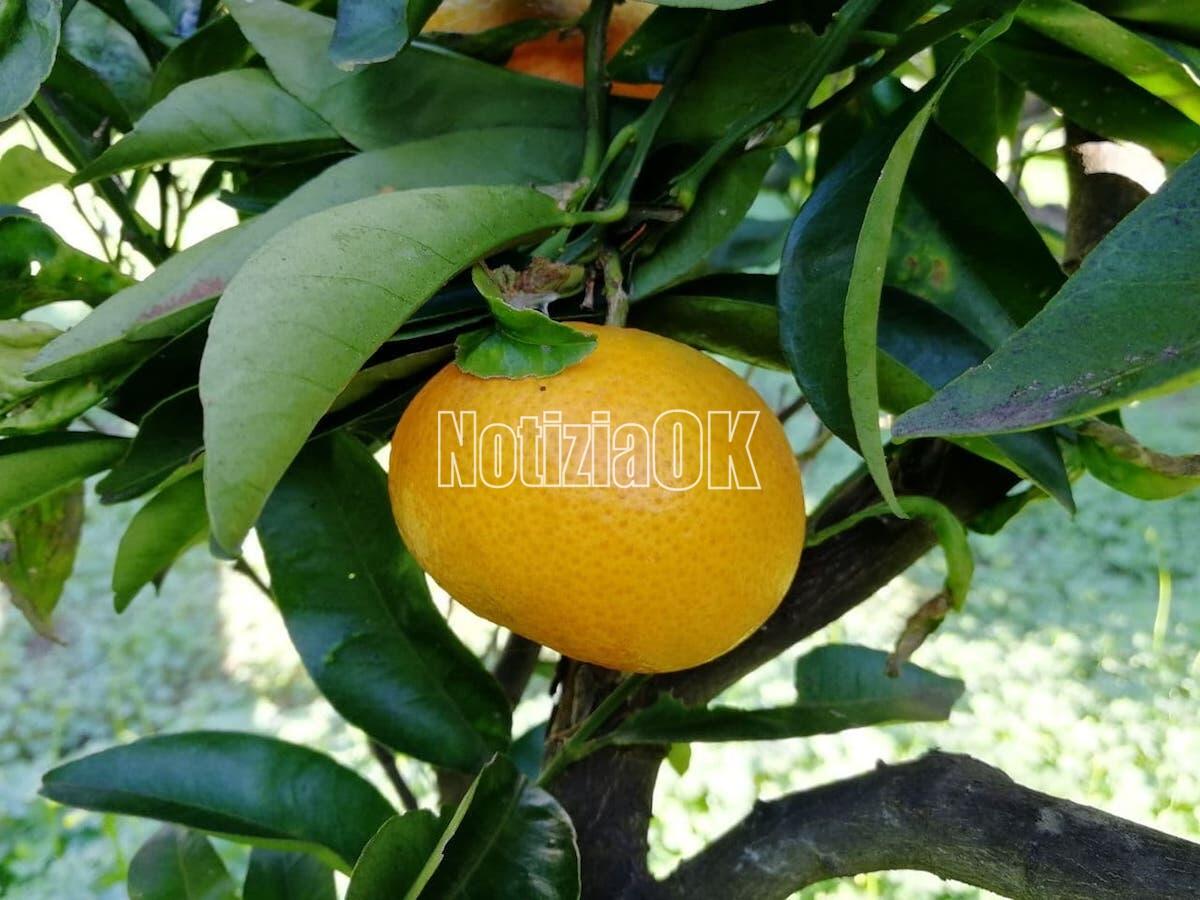 A Corigliano-Rossano la Festa delle clementine - 