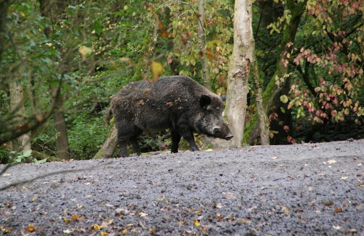 Calabria - Caccia al cinghiale prorogata fino al 30 gennaio - 