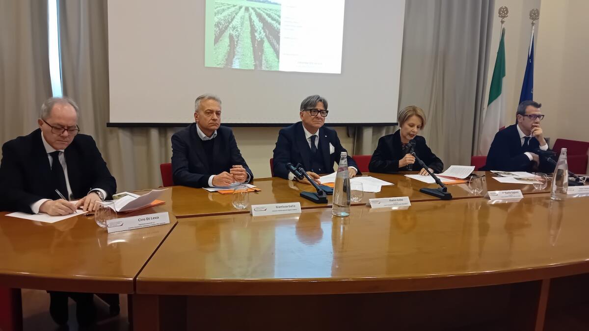 Report agricoltura - Crotone prima in Italia per la coltivazione di finocchi, crescono i vivai - 