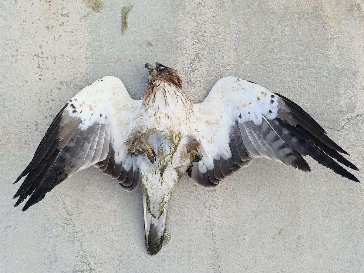 Aquila ferita a Crotone: il Circolo Ibis denuncia Comune e Provincia per inerzia - 