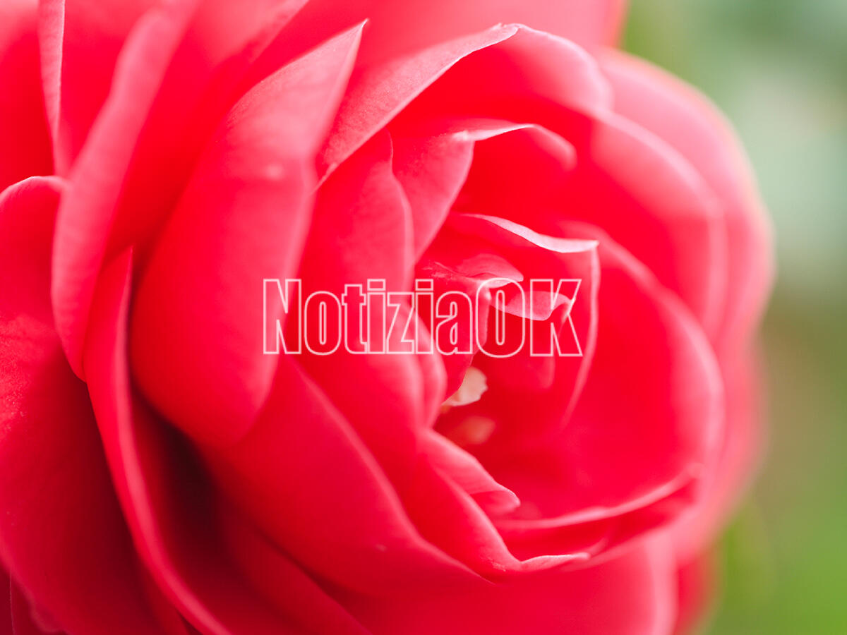 Lifestyle - La camelia, il fiore senza odore simbolo di bellezza - 