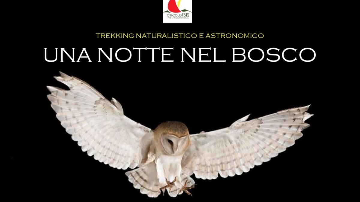 Un’avventura sotto le stelle: Trekking naturalistico e astronomico “una notte nel bosco” - 