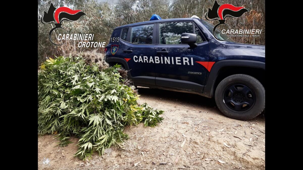 Crotone - Coltivavano e producevano stupefacenti, arrestati tre giovani - 
