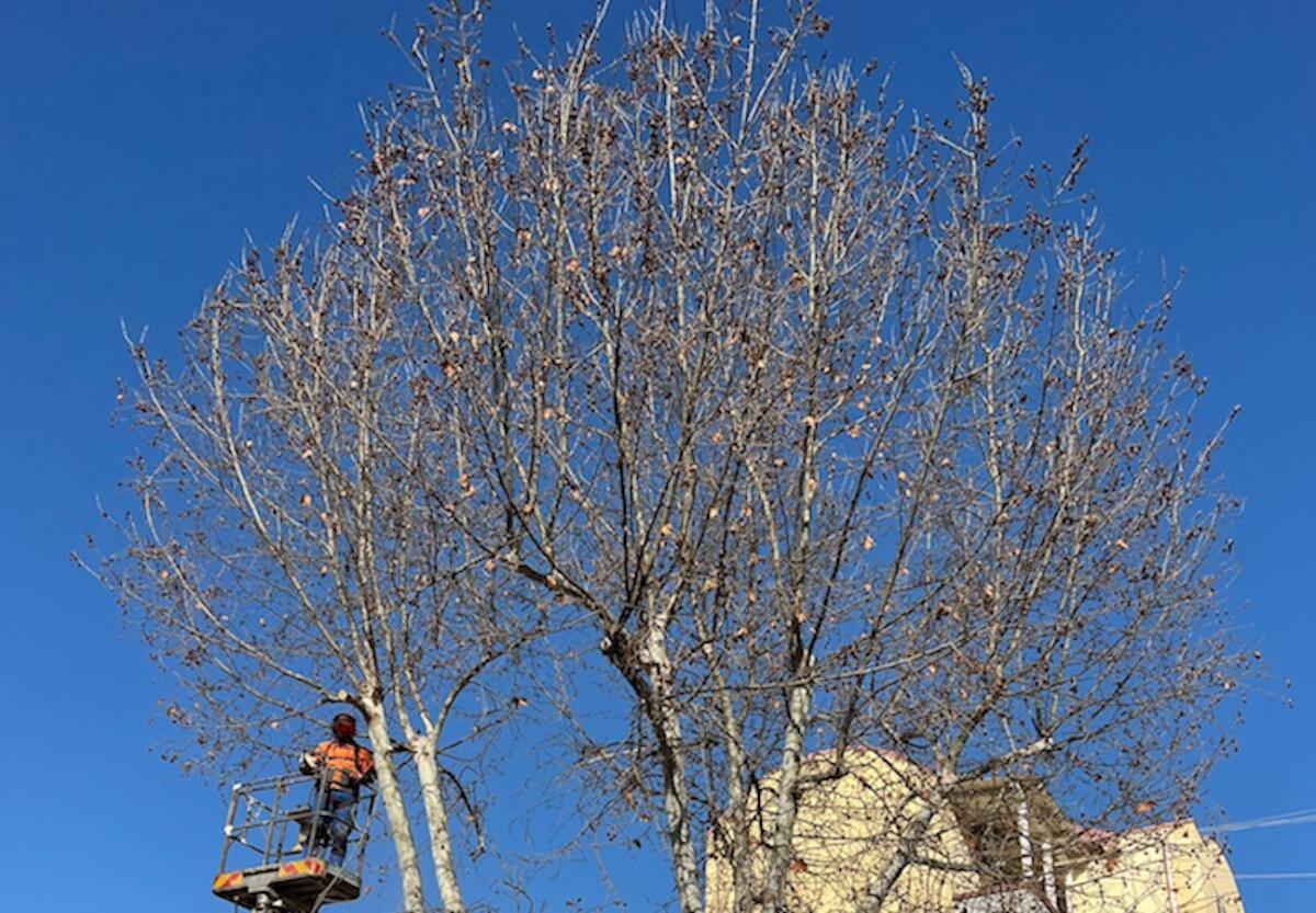 Crotone - Inizia dal rione Fondo Gesù la campagna di potatura delle grandi alberature caducifoglie - 