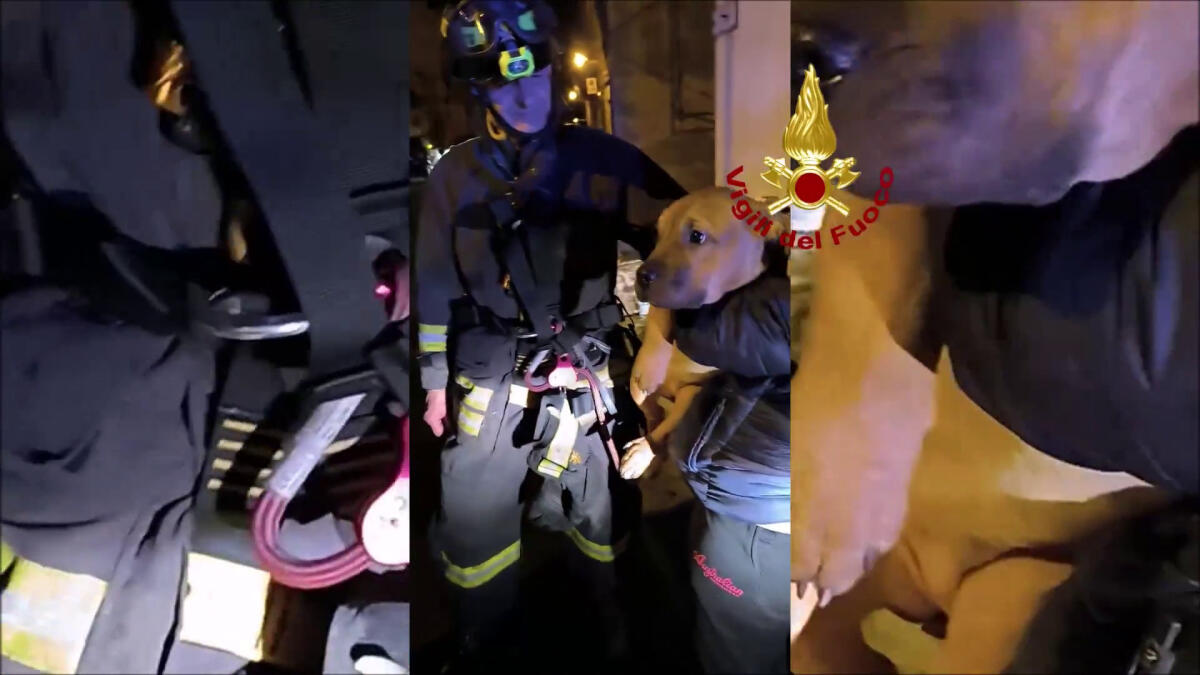 Cagnolina cade in una scarpata nel Ragusano, tratta in salvo - 