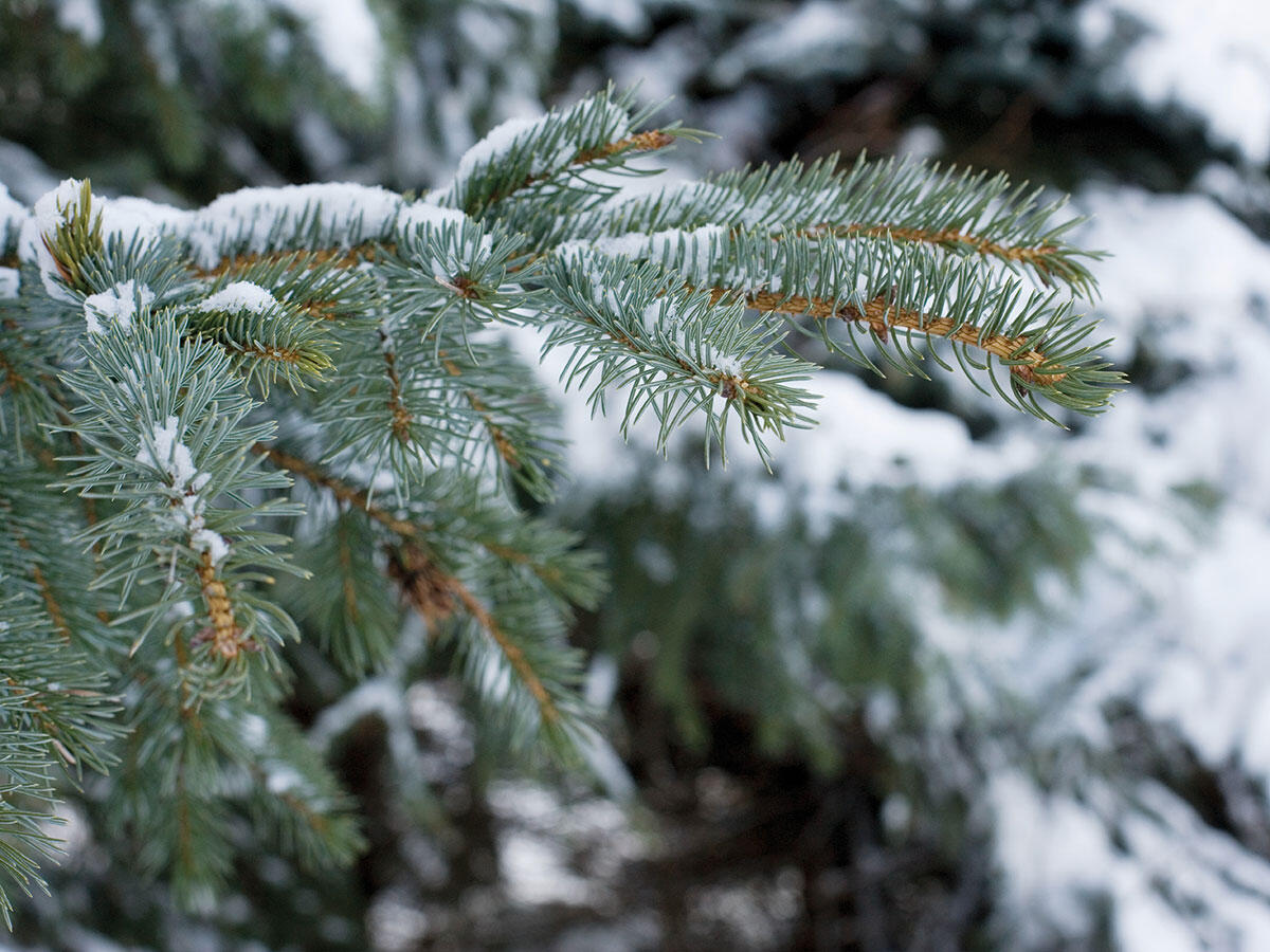 Lifestyle - Finite le feste, pensiamo all'albero di Natale - 