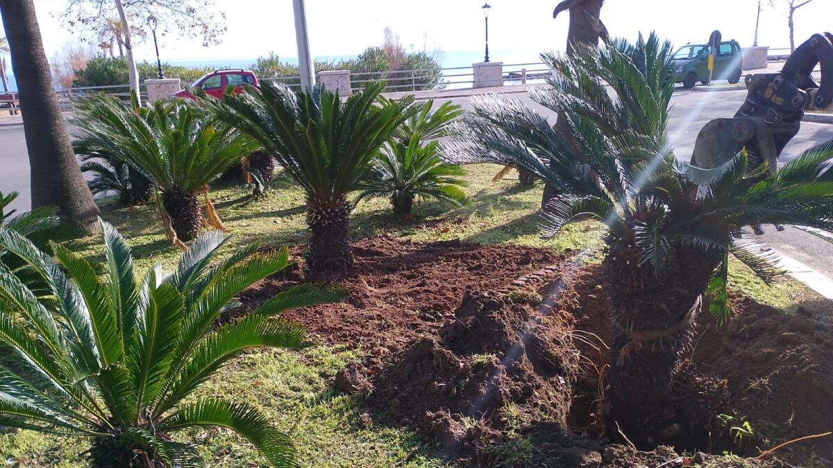 Crotone - Riqualificazione del verde in via Gallucci - 