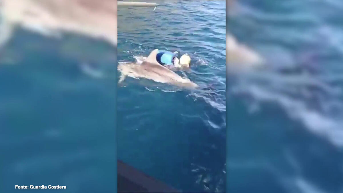 Salvato un cucciolo di delfino a Trapani, le immagini -