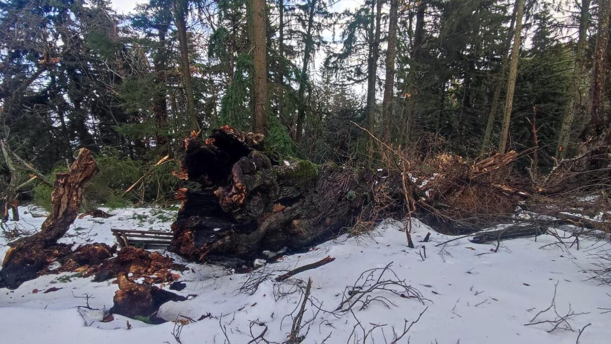 Il Wwf Corigliano Rossano avvia la raccolta fondi “Salviamo i giganti di Cozzo del Pesco” - 