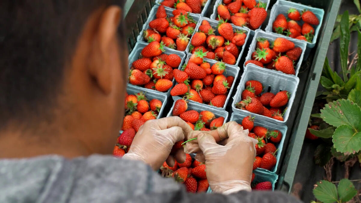 41 milioni di euro per assicurazioni agevolate in agricoltura - 