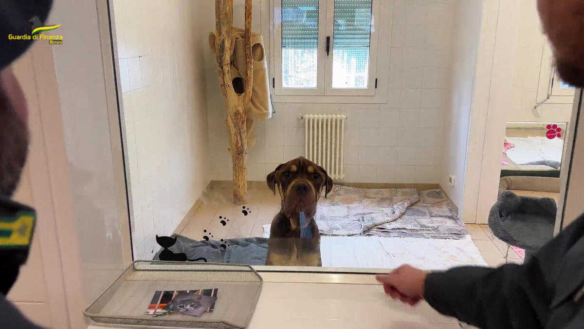 Rimini, scoperto allevamento di cani sconosciuto al fisco - 